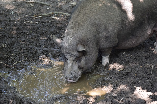 尤文图斯的 尤文图斯的